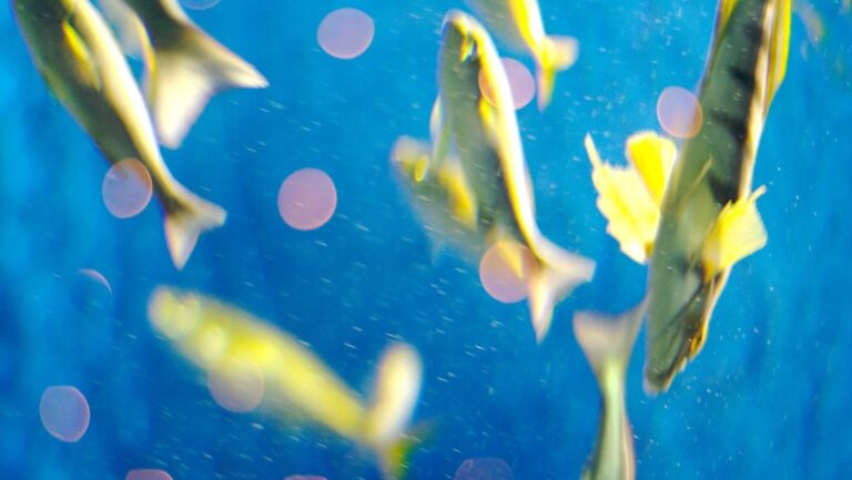 🪦 死亡後のプラン